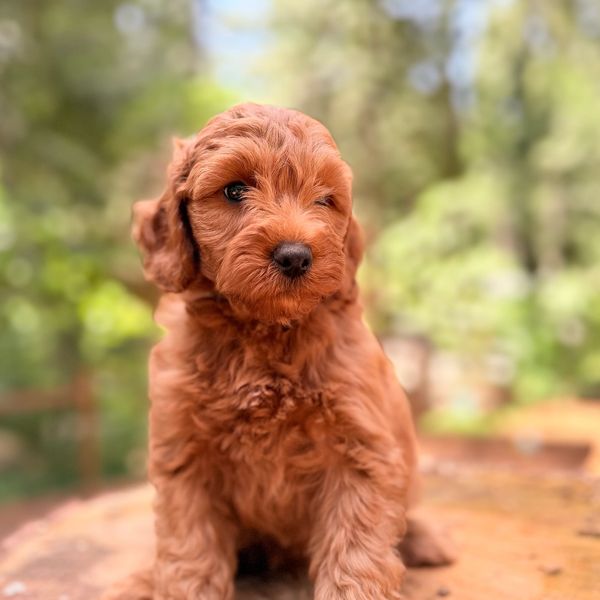 Close-up of a wavy coated petite mini red goldendoodle puppy lying on a green blanket.