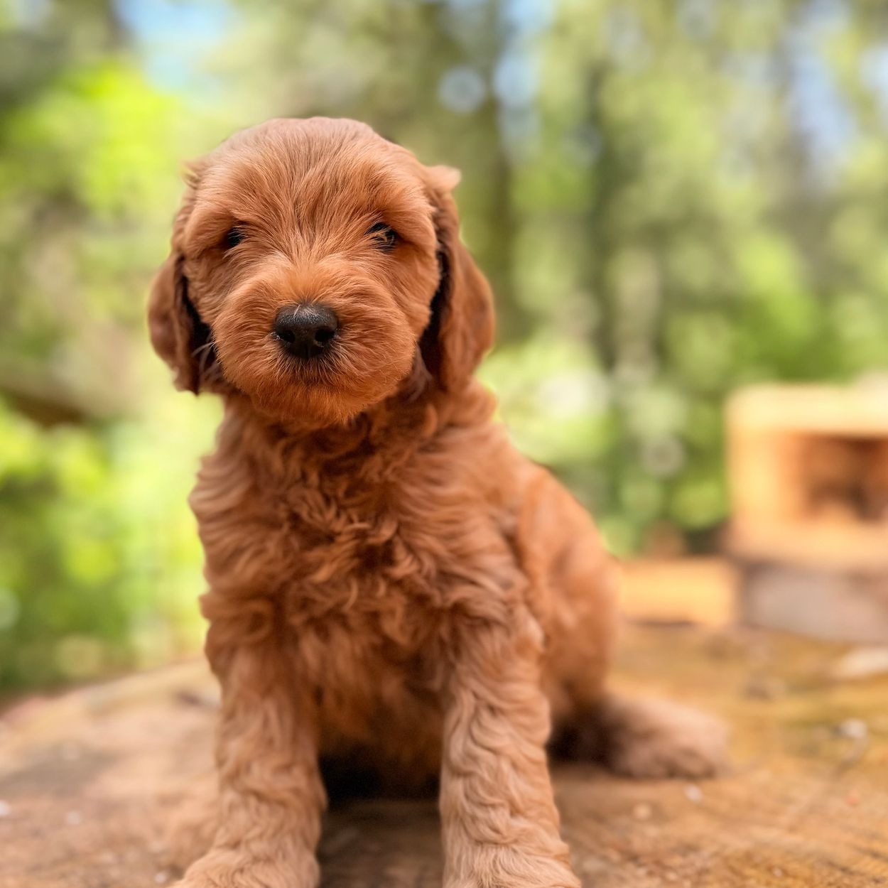 Close-up of an adorable fluffy wavy coated red goldendoodle petite miniature size puppy.