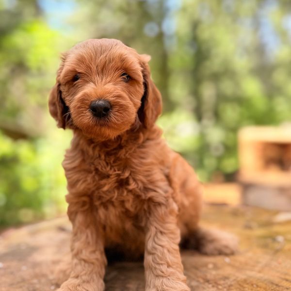 Close-up of an adorable fluffy wavy coated red goldendoodle petite miniature size puppy.