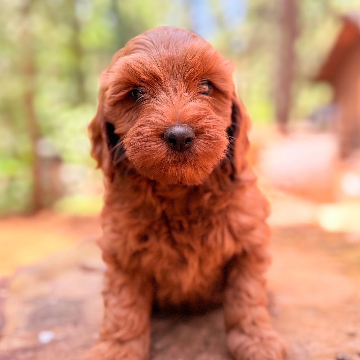 Close-up of an adorable wavy coated petite miniature Goldendoodle puppy with a teddy bear face. 