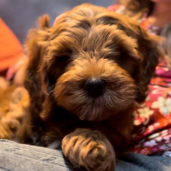 Close-up of a fluffy brown puppy resting.