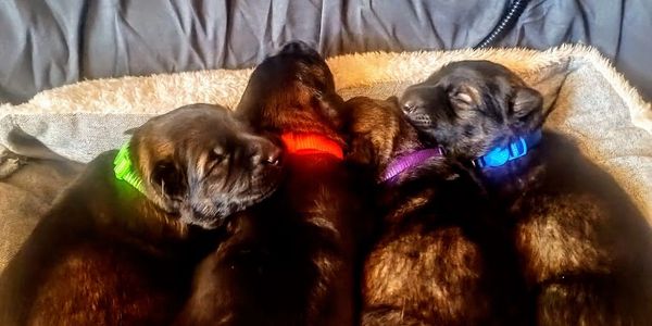 Four sleeping puppies with colorful collars cuddled together.