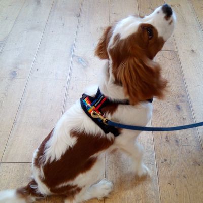 Cavalier king charles spaniel puppy wearing a perfect fit harness purchased at Educating Paws