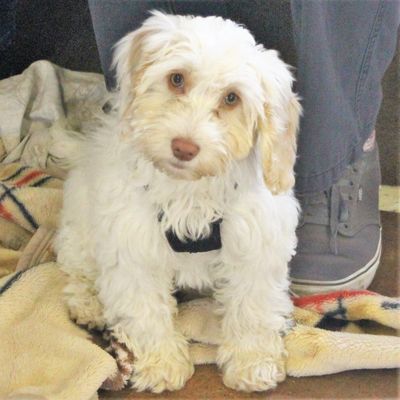 Cockapoo puppy at dog training class