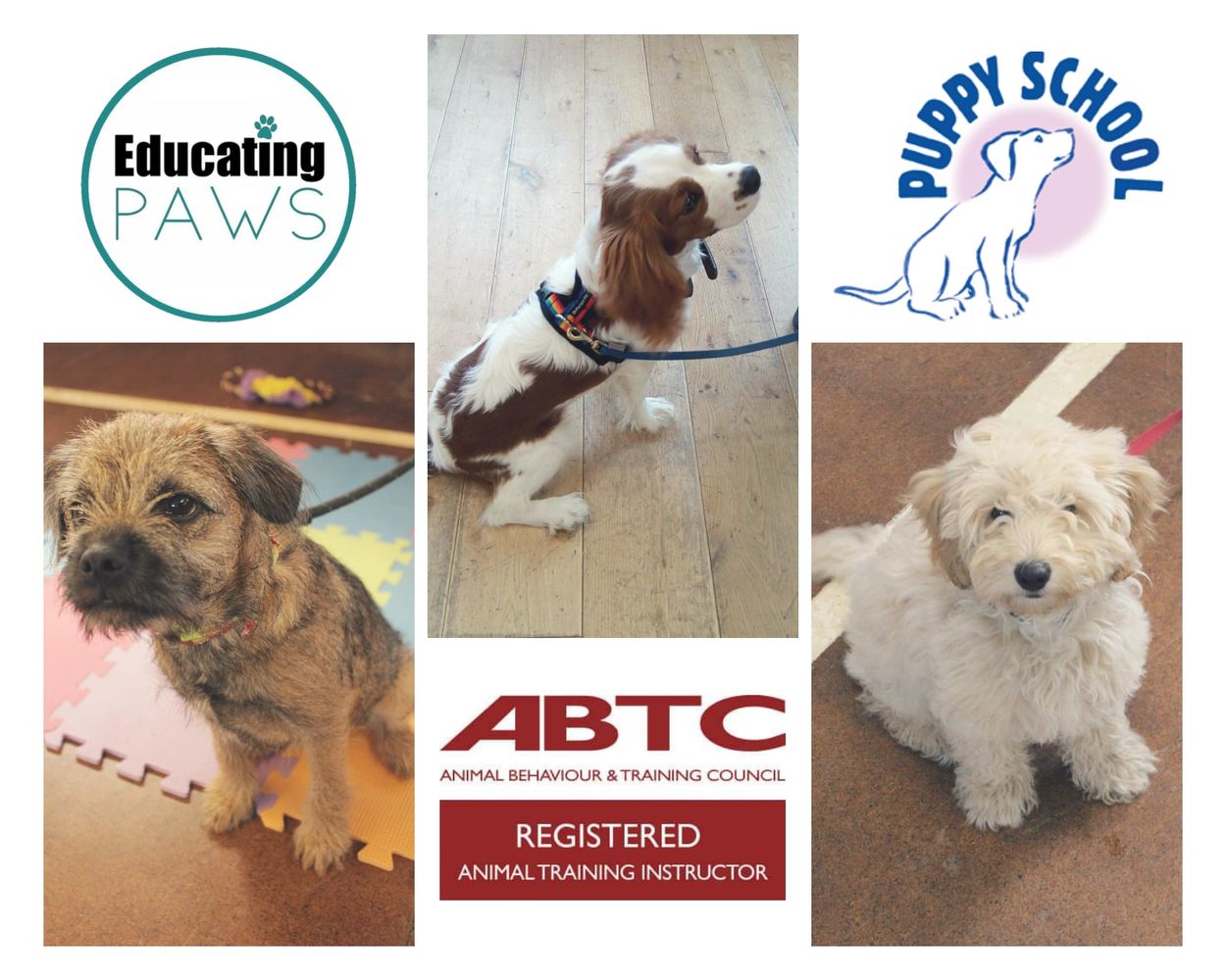 puppy school wroxham, puppy school hethersett, puppy classes, puppy socialisation, educating paws