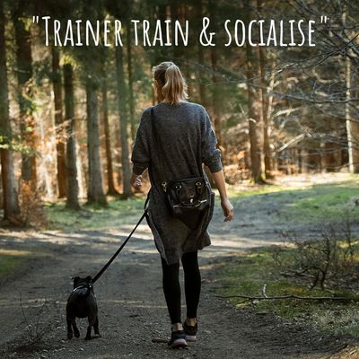 Person walking a dog in a forest with text about training and socializing.