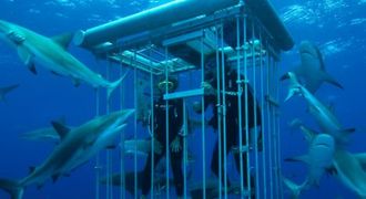 Shark diving cage