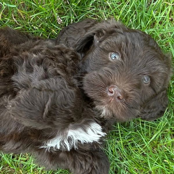 Cute dark brown puppy lying on grass.
