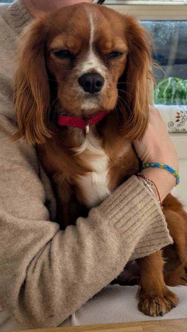 A sleepy brown dog with a red collar sitting in a person's arms.
