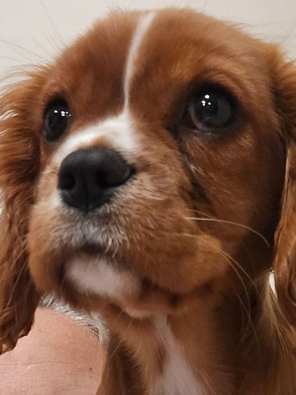 Close-up of a Cavalier King Charles Spaniel puppy's face.