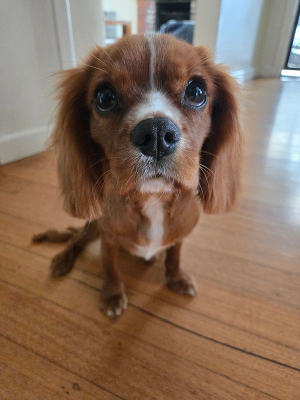 Close-up of a small brown dog with big eyes.