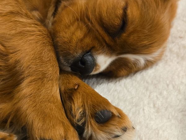 Sleeping puppy curled up peacefully.