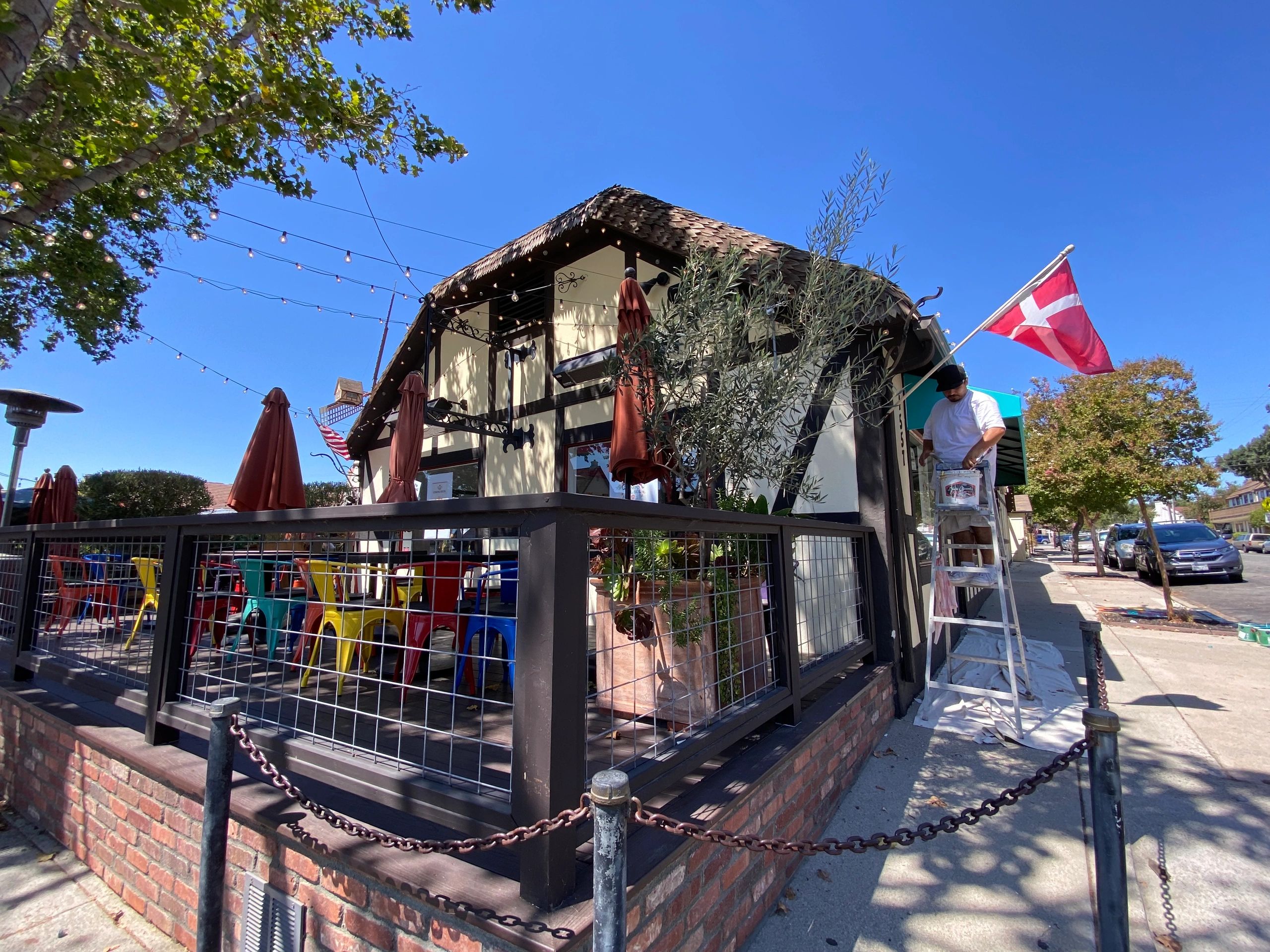 hen succulent 'Pacific Blue Ice' Hens & Chicks