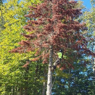 A worker climbs a tree to trim branches near power lines on a sunny day.