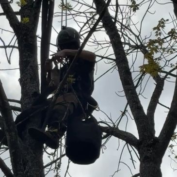 Tree climber wearing safety gear and helmet working among branches.