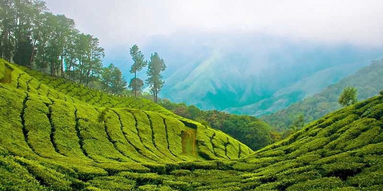 Tea garden - Karur to Valparai tour Package