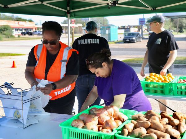 Volunteers sorting produce at a distribution event.