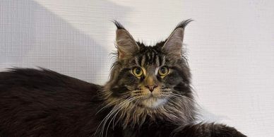 Maine Coon Kittens | Siberian Cat Breeder Colorado and Florida