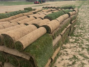 Stacks of rolled sod ready for installation on a farm field.