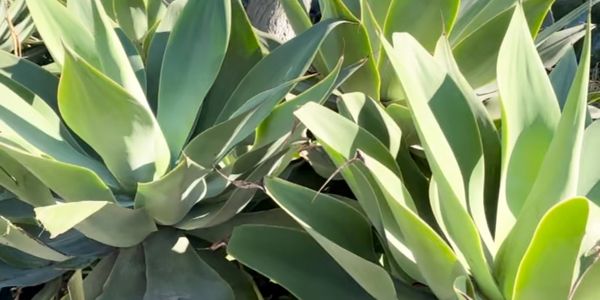 Green succulents.