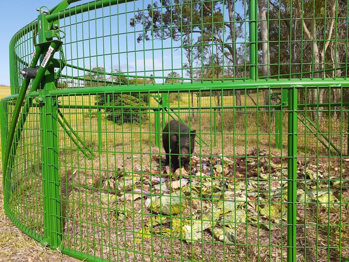 Feral Pig trapped in BoarBuster trap
