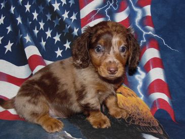 A brown and tan puppy sits in front of an American flag backdrop.