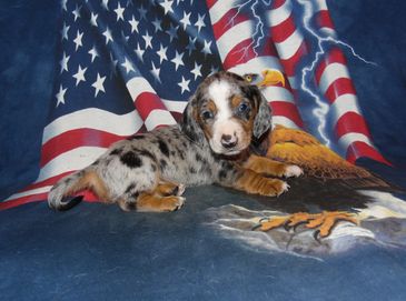 A spotted puppy lying on a patriotic American flag blanket with an eagle design.