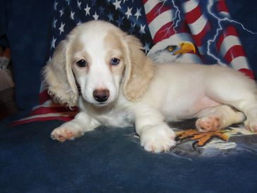 A light-colored puppy lying on an American flag-themed blanket with an eagle graphic.