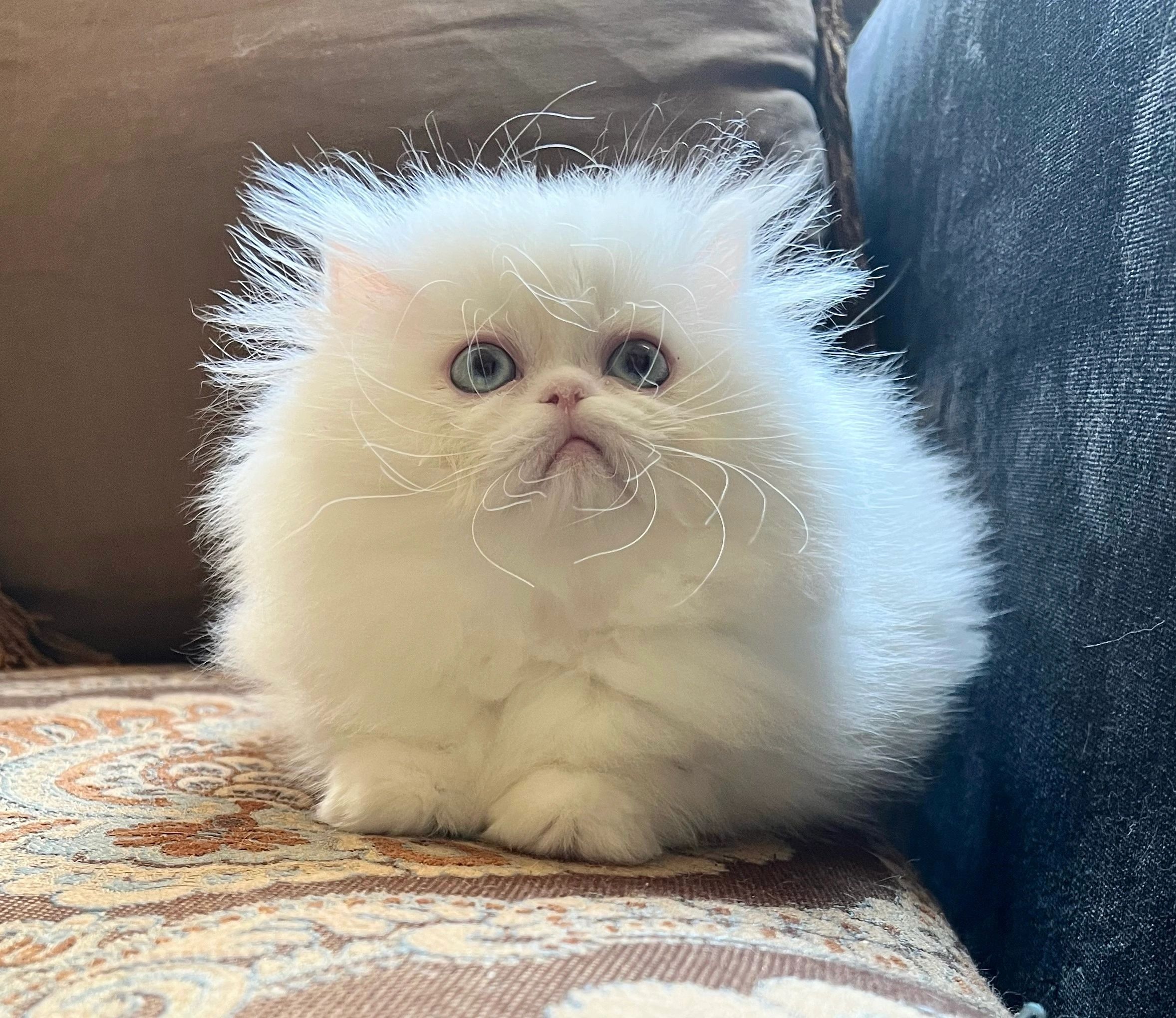 Persian Kittens for Sale - Persiankittenpals