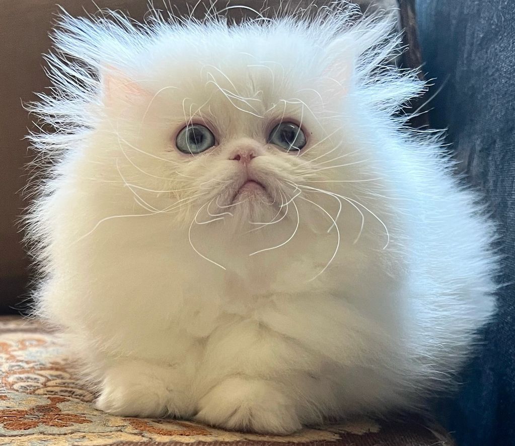 White Persian Kittens White Persian Kittens