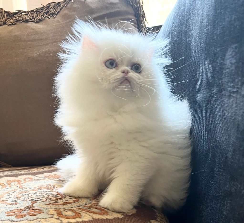 Persian Kittens For Sale Texas