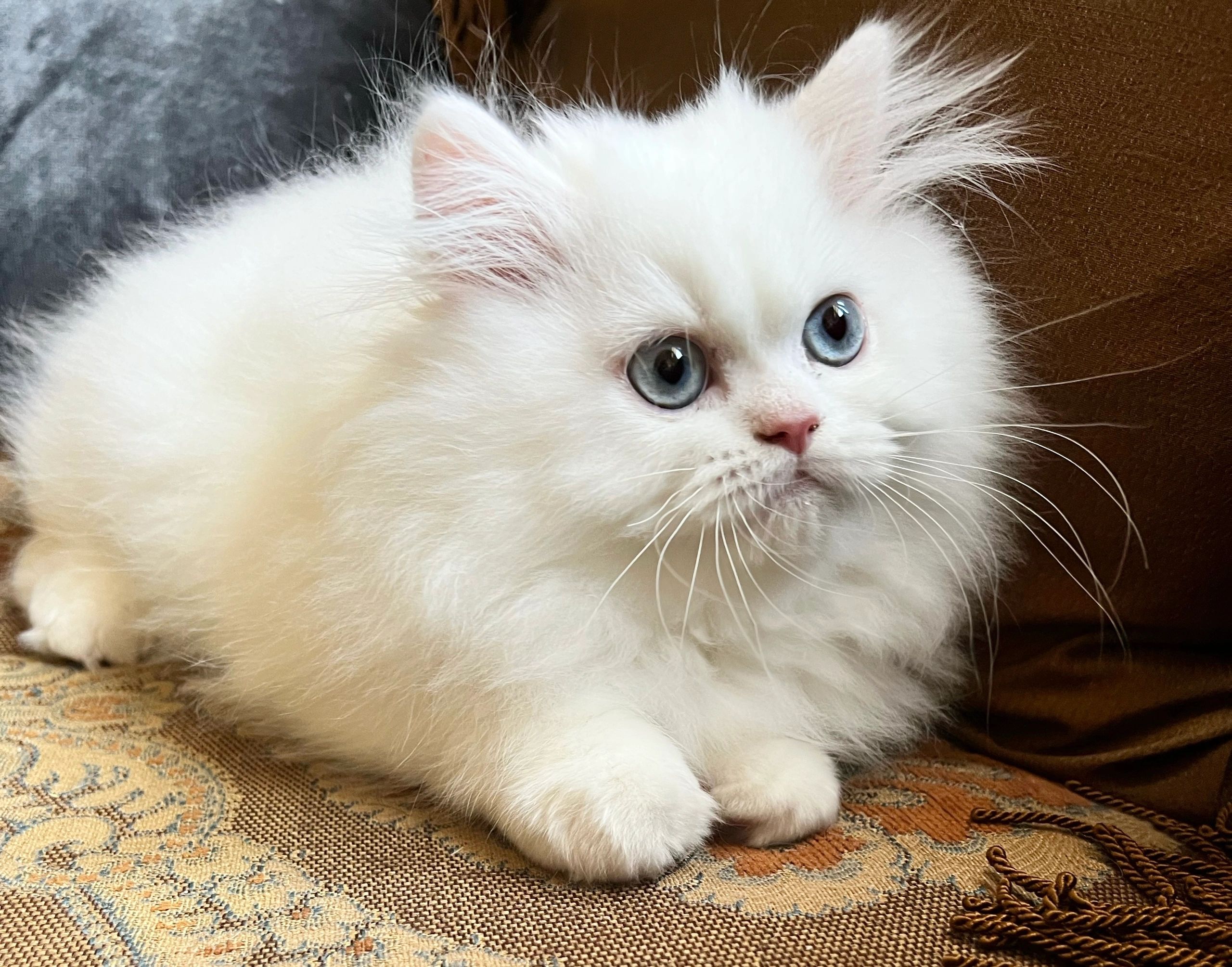 Persian Kittens for Sale - Persiankittenpals