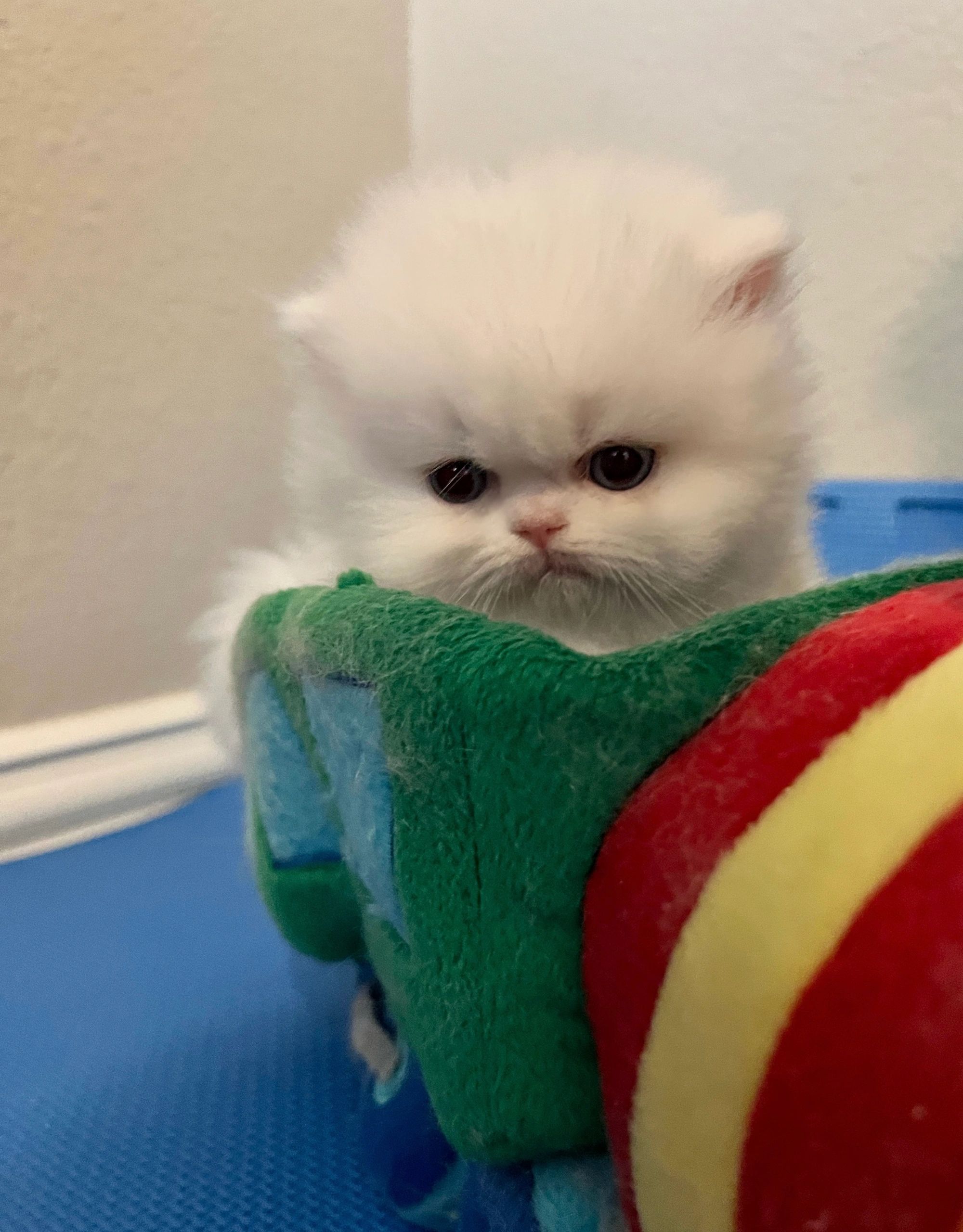 Persian Kittens for Sale - Persiankittenpals