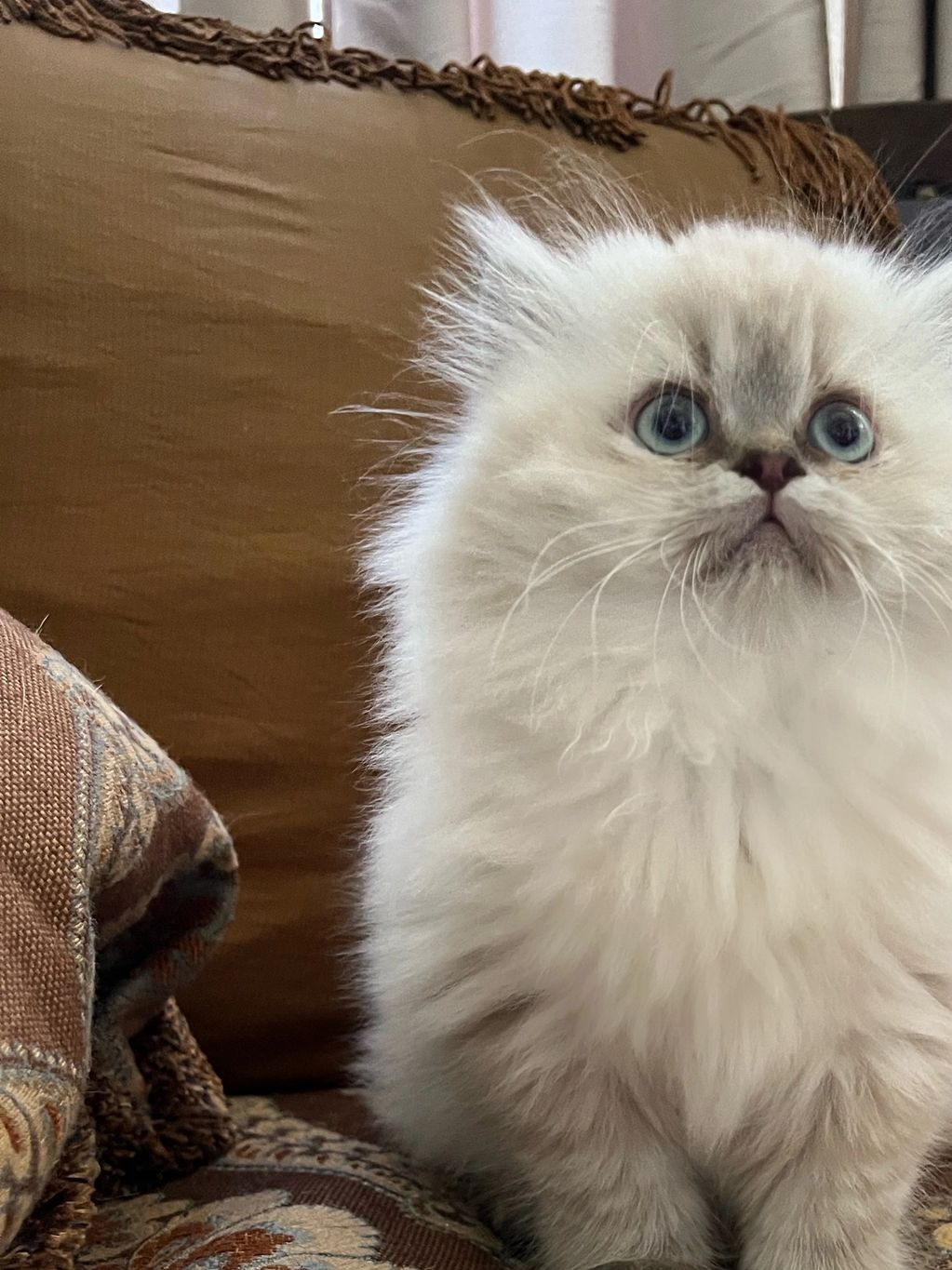 Himalayan Persian Kitten for Sale in Dallas Texas