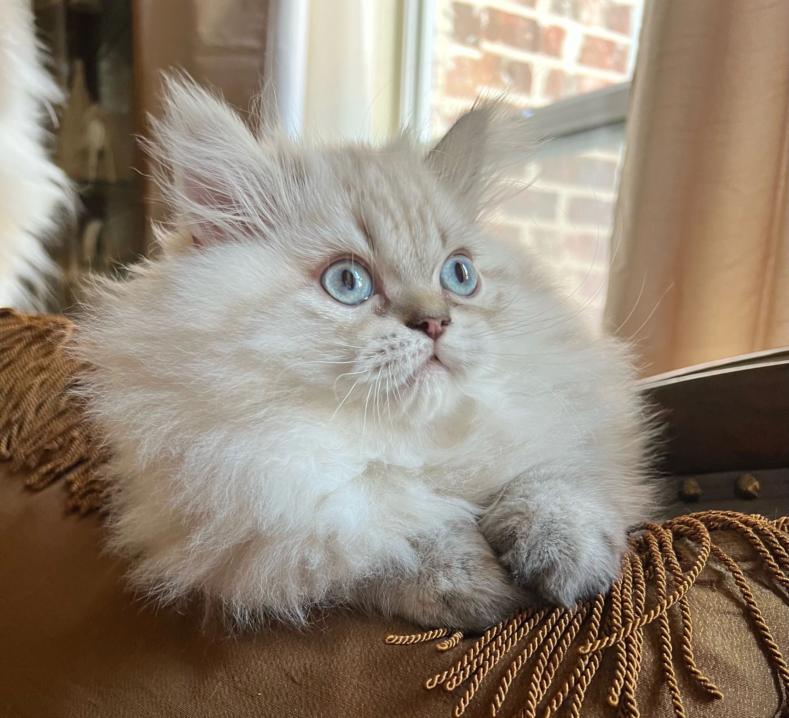 Persian Kittens for Sale - Persiankittenpals