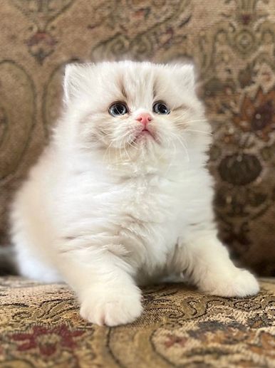 Persian Kittens for Sale - Persiankittenpals