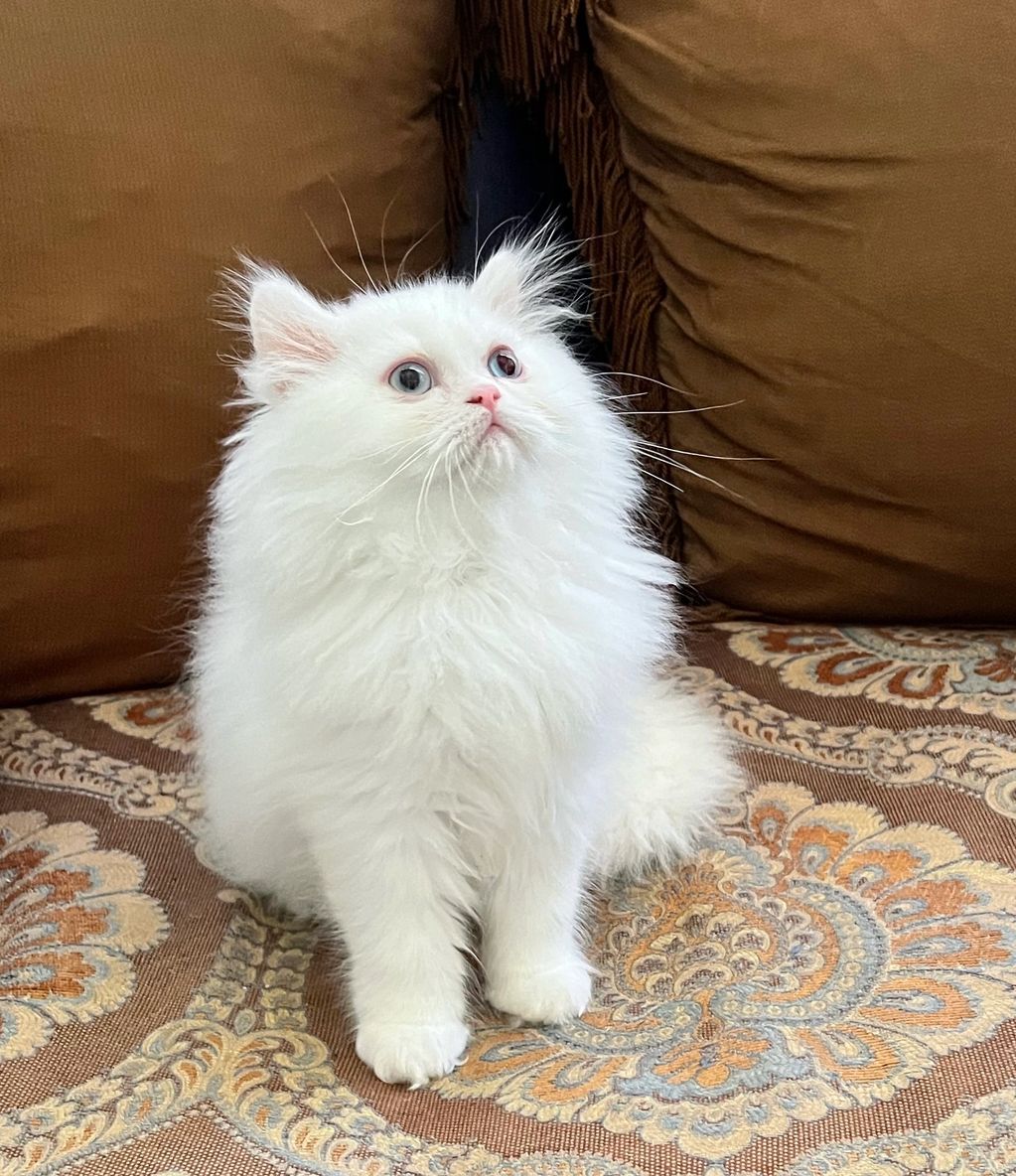 White Persian Kittens