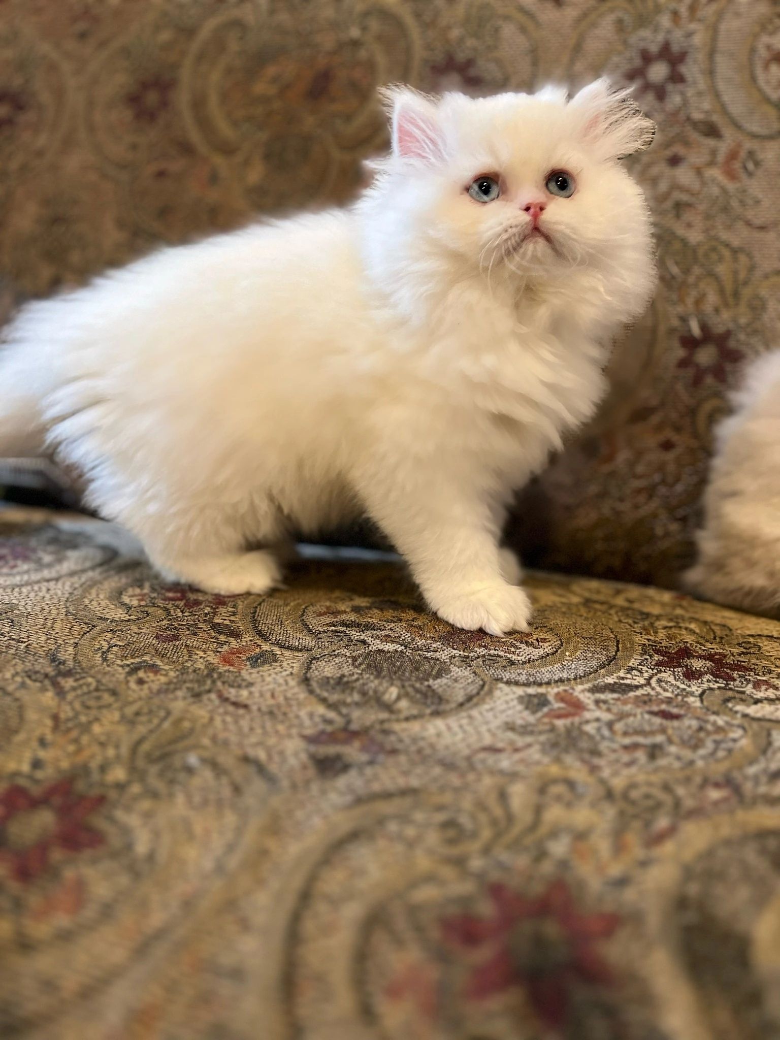 Persian Kittens for Sale - Persiankittenpals