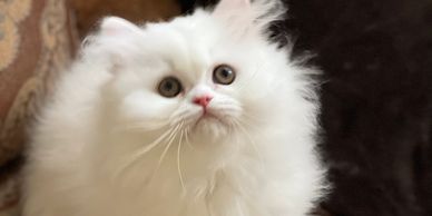 Persian Kittens for Sale - Persiankittenpals