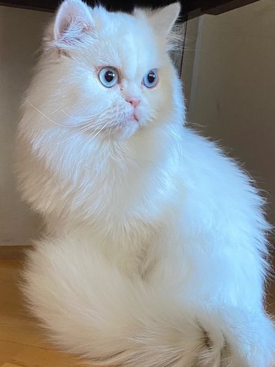 Persian Kittens for Sale - Persiankittenpals