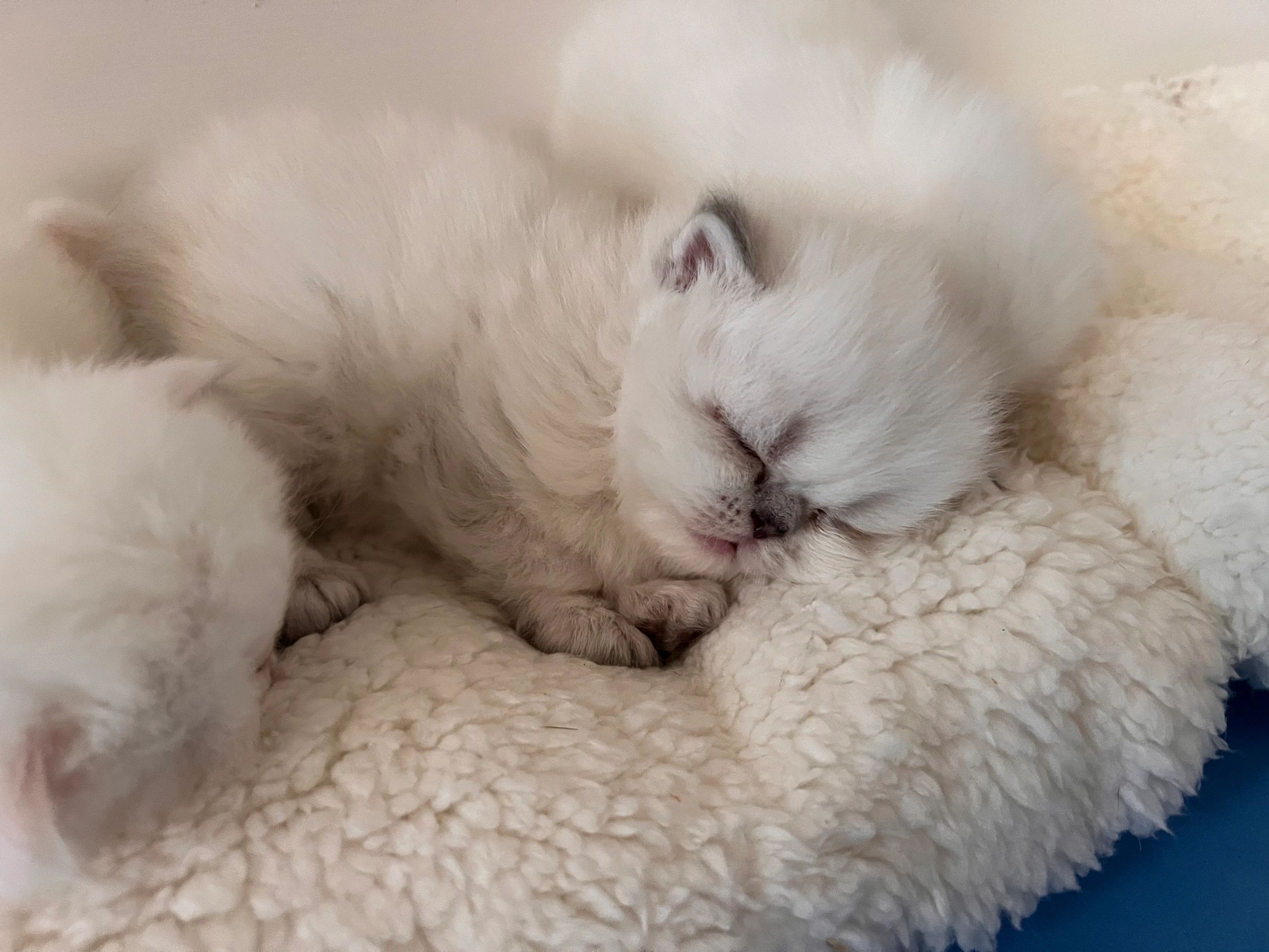 Persian Kittens for Sale - Persiankittenpals