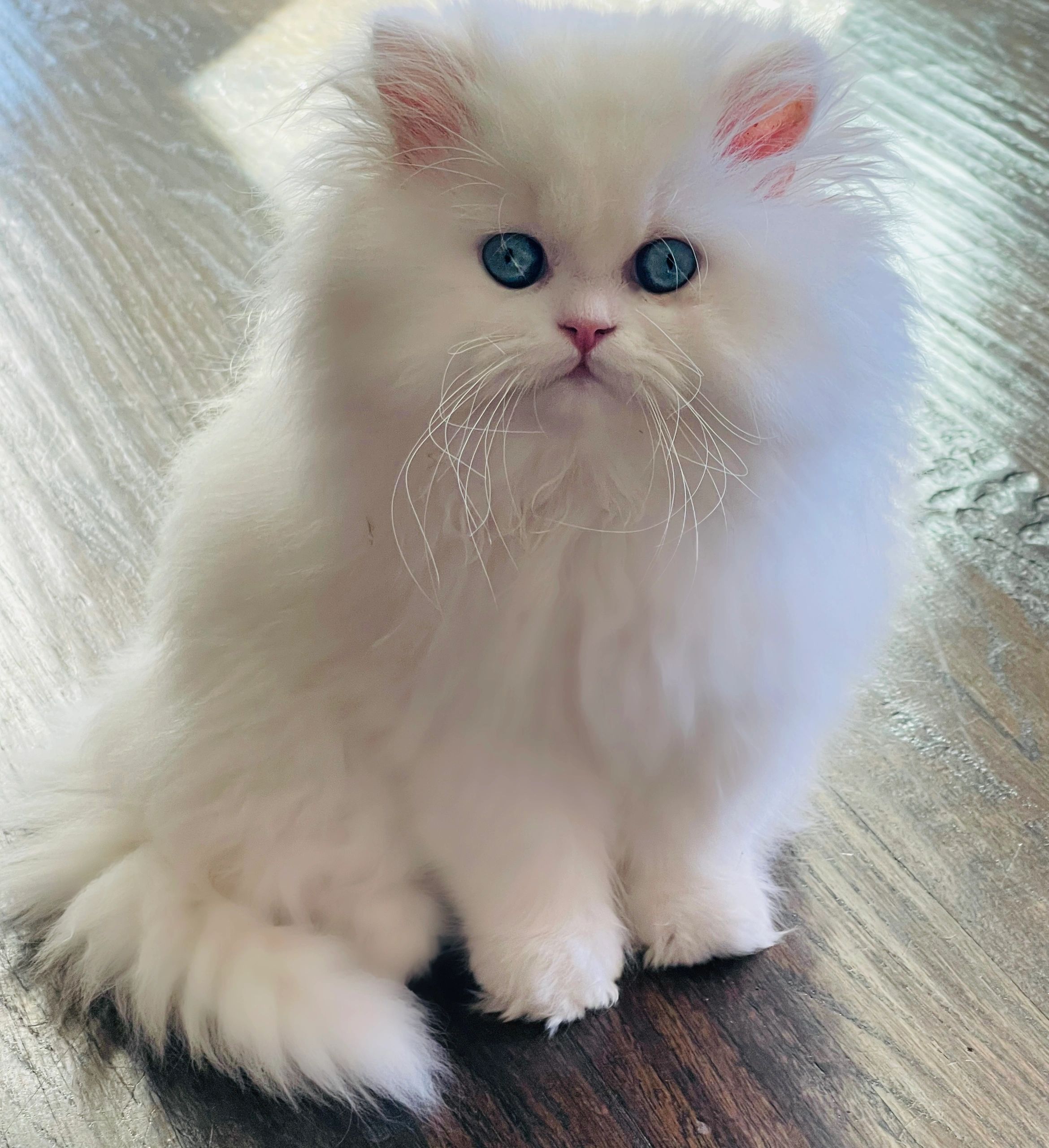 White Persian Kittens