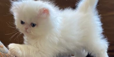 Persian Kittens for Sale - Persiankittenpals