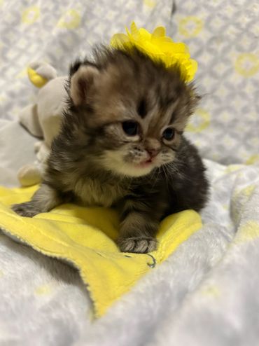 Brown tabby Persian kitten 3 weeks old with yellow bow 