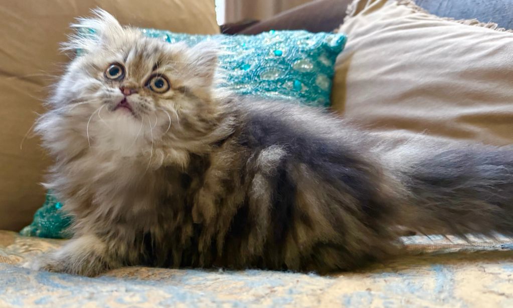 dark shaded golden persian kitten for sale 