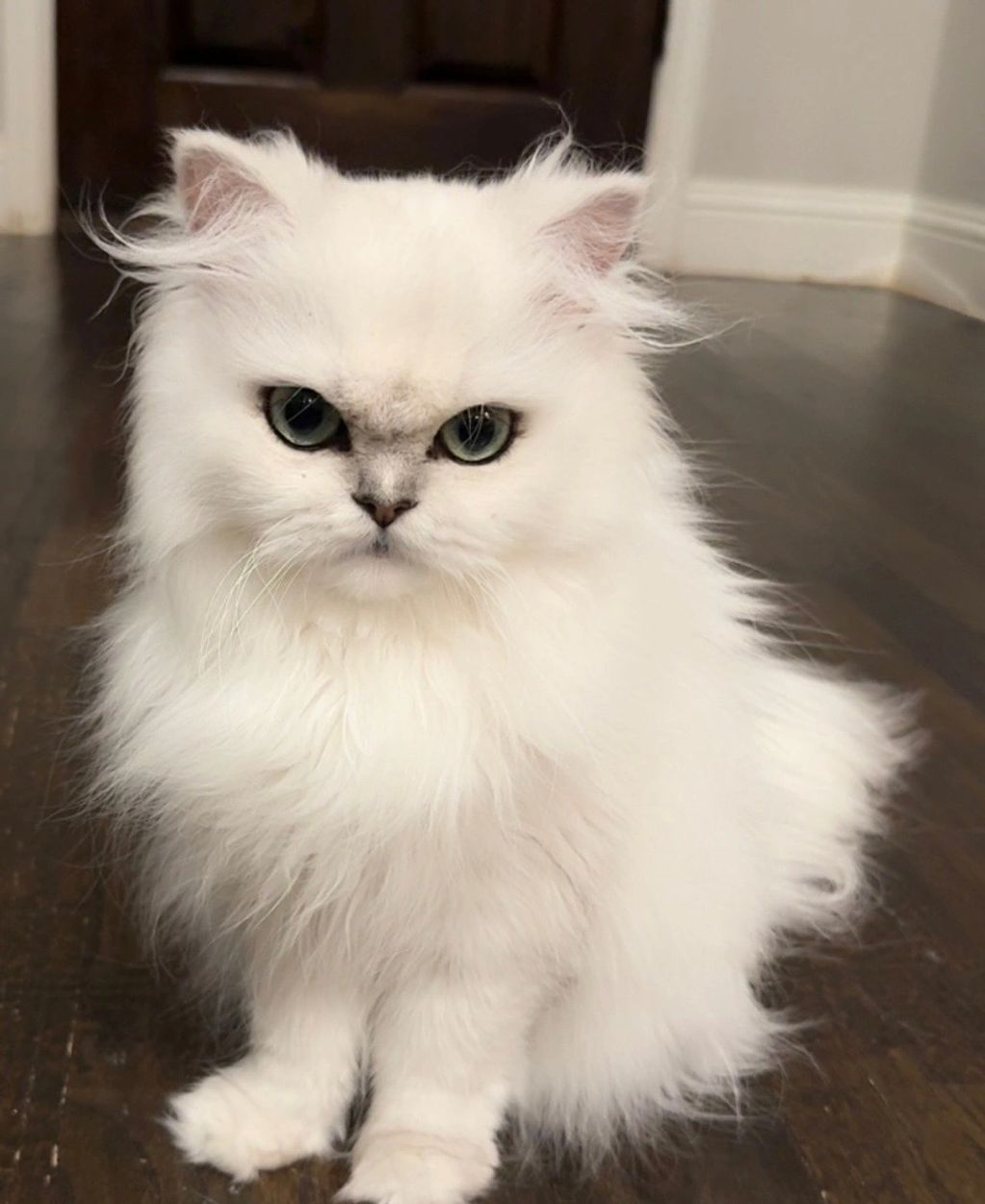 Beautiful 2 year old Chinchilla Persian sitting 