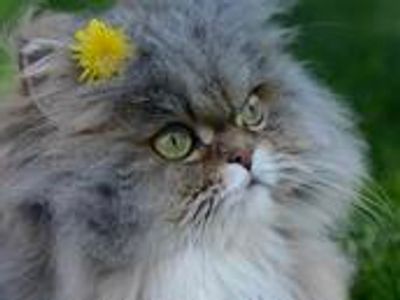 Persiankittenpals Persian Kittens For Sale In Texas Persiankittenpals