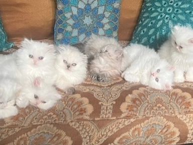 Persian Kittens for Sale - Persiankittenpals