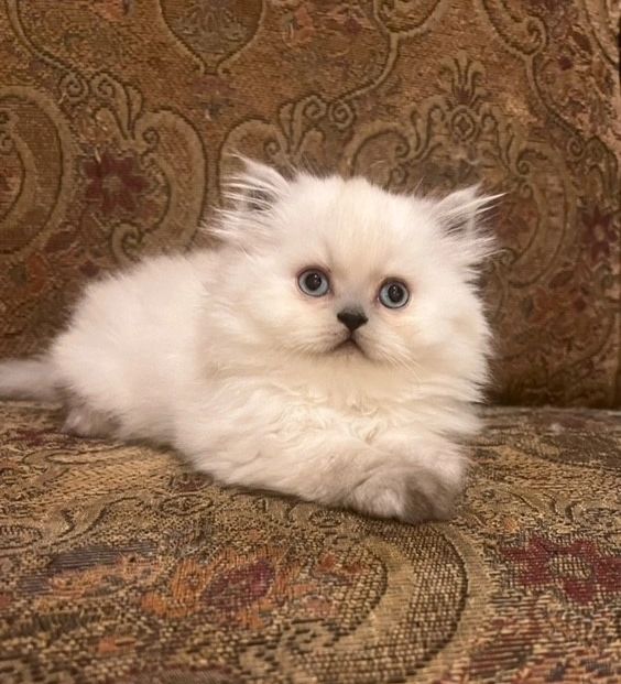 Persian Kittens for Sale - Persiankittenpals