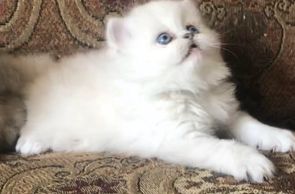 Beautiful Blue Lynx Point Himalayan Persian Kitten 
Persian Kittens for sale in Dallas
Persiankittenpals.com
White Persian Kitten
Blue Eyed Persian Kitten